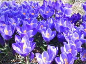 Crocus