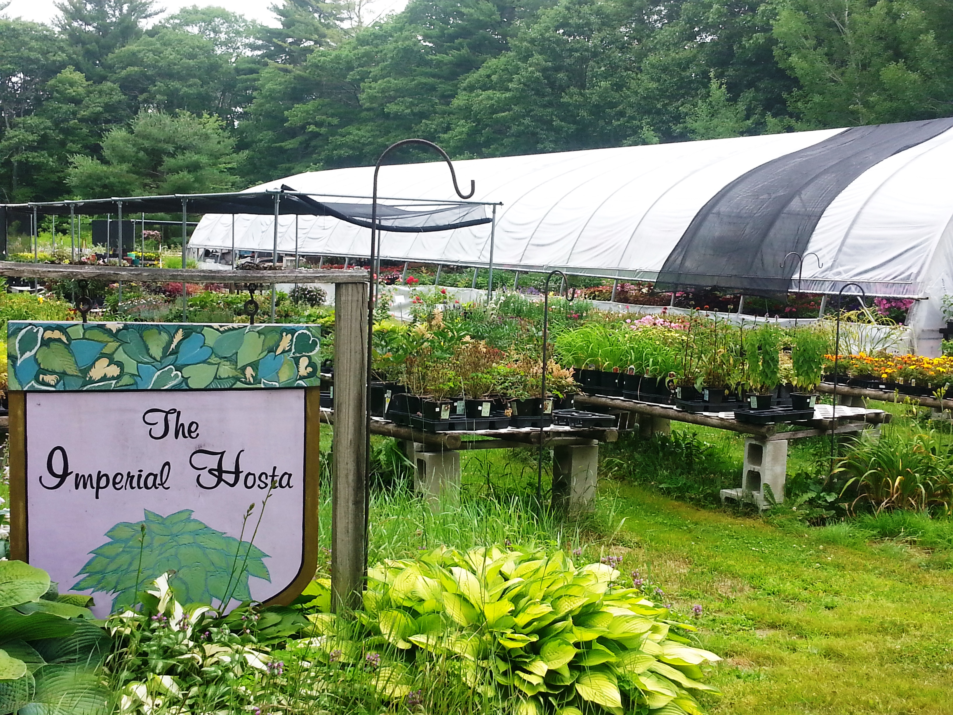 20150714_Imperial Hosta 177 Old Brunswick Road